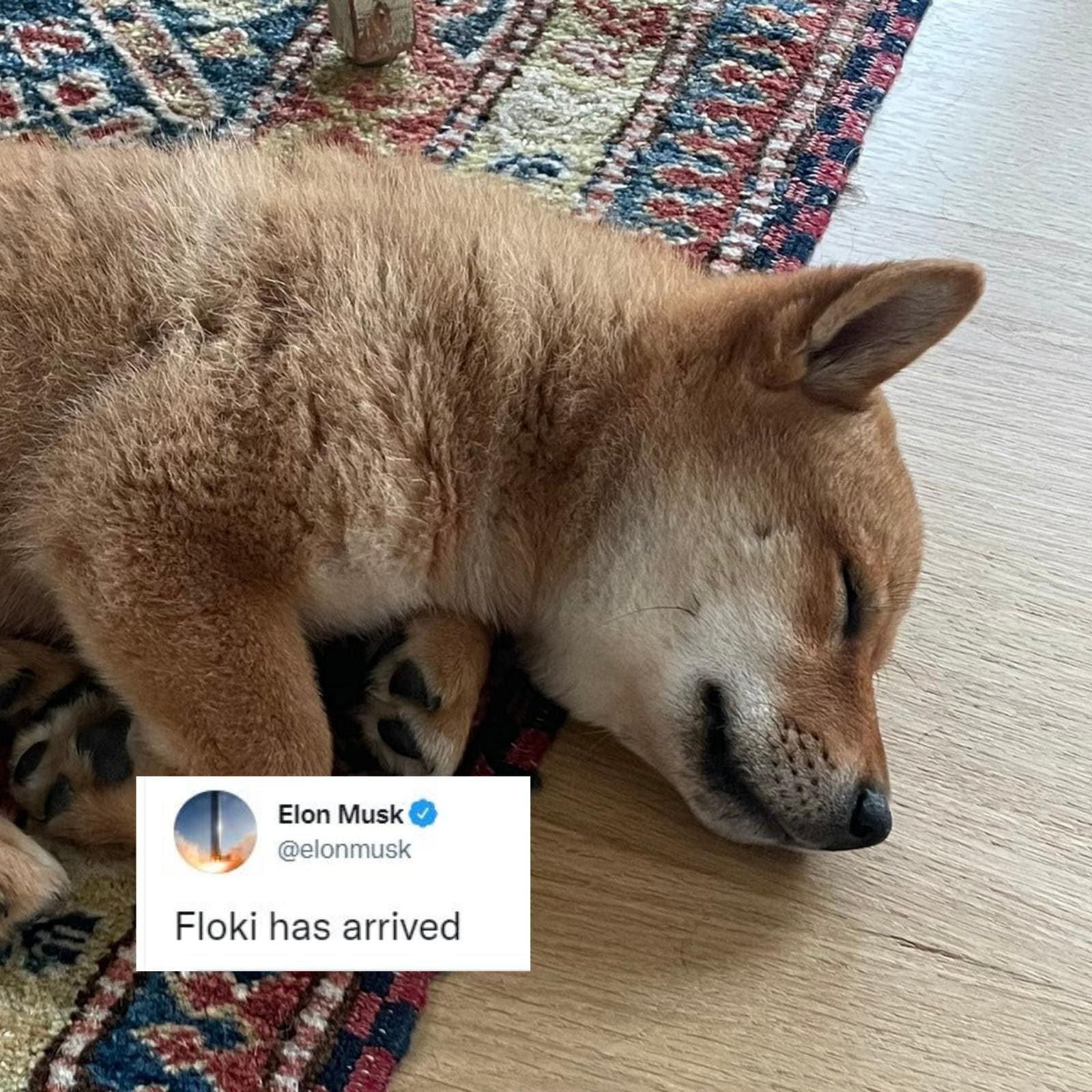 Shiba inu coin elon musk