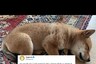 Crypto Community Welcomes Elon Musk's New Puppy With Memes
