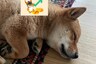Elon Musk's Shiba Inu 'Floki' Gets Cryptocurrency Token Named After Him