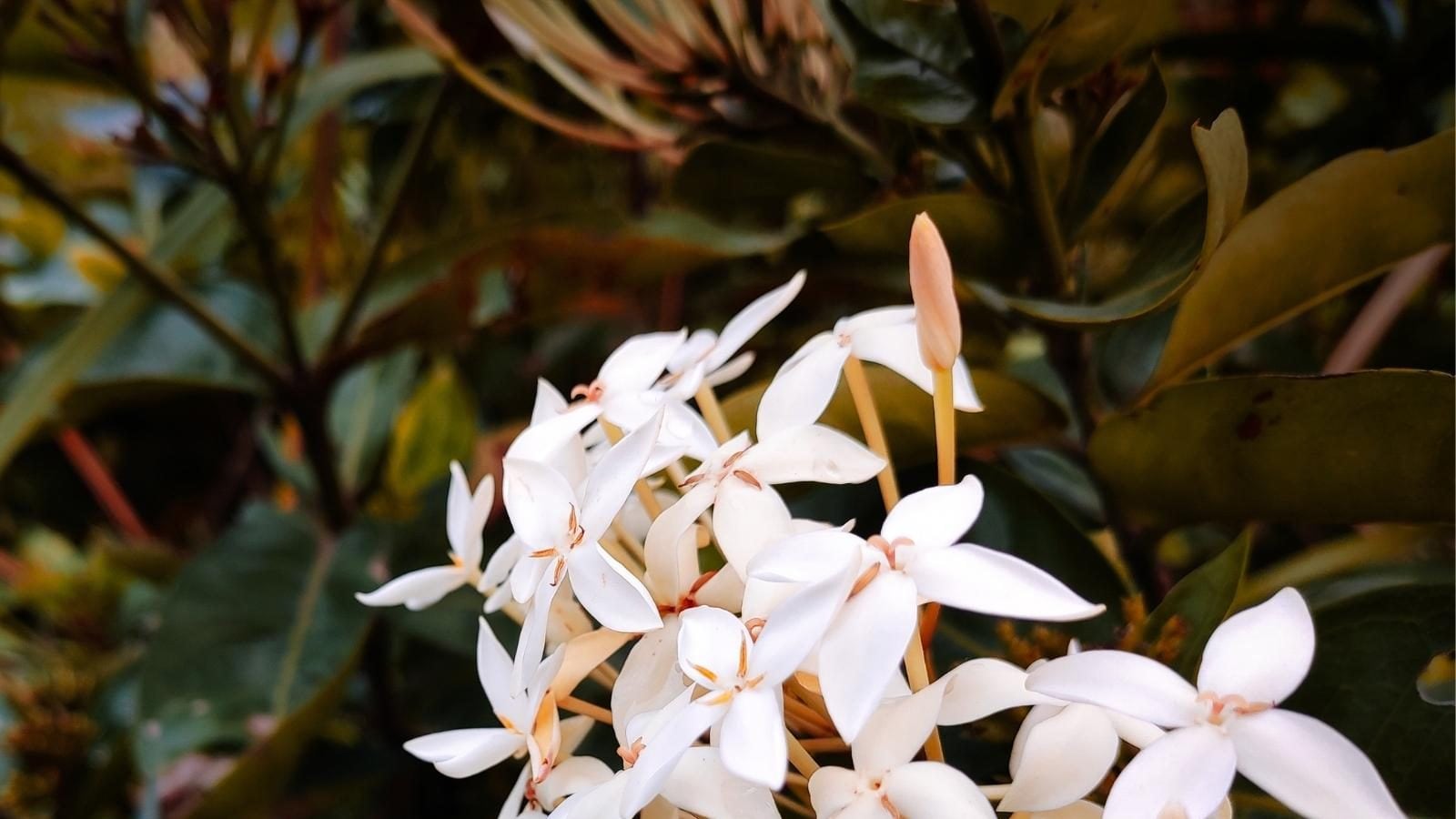 How Do Flowers Know When Its 'Time' to Start Blooming?