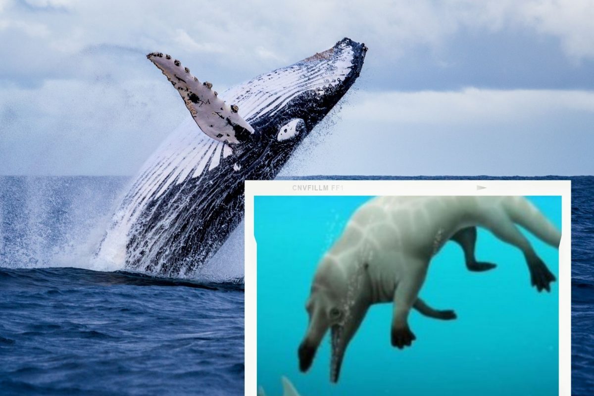 Remains of Four-legged Amphibious Animal Touted to be Whale's Ancestor Found in Egypt Remains of Four-legged Amphibious Animal Touted to be Whale's Ancestor Found in Egypt