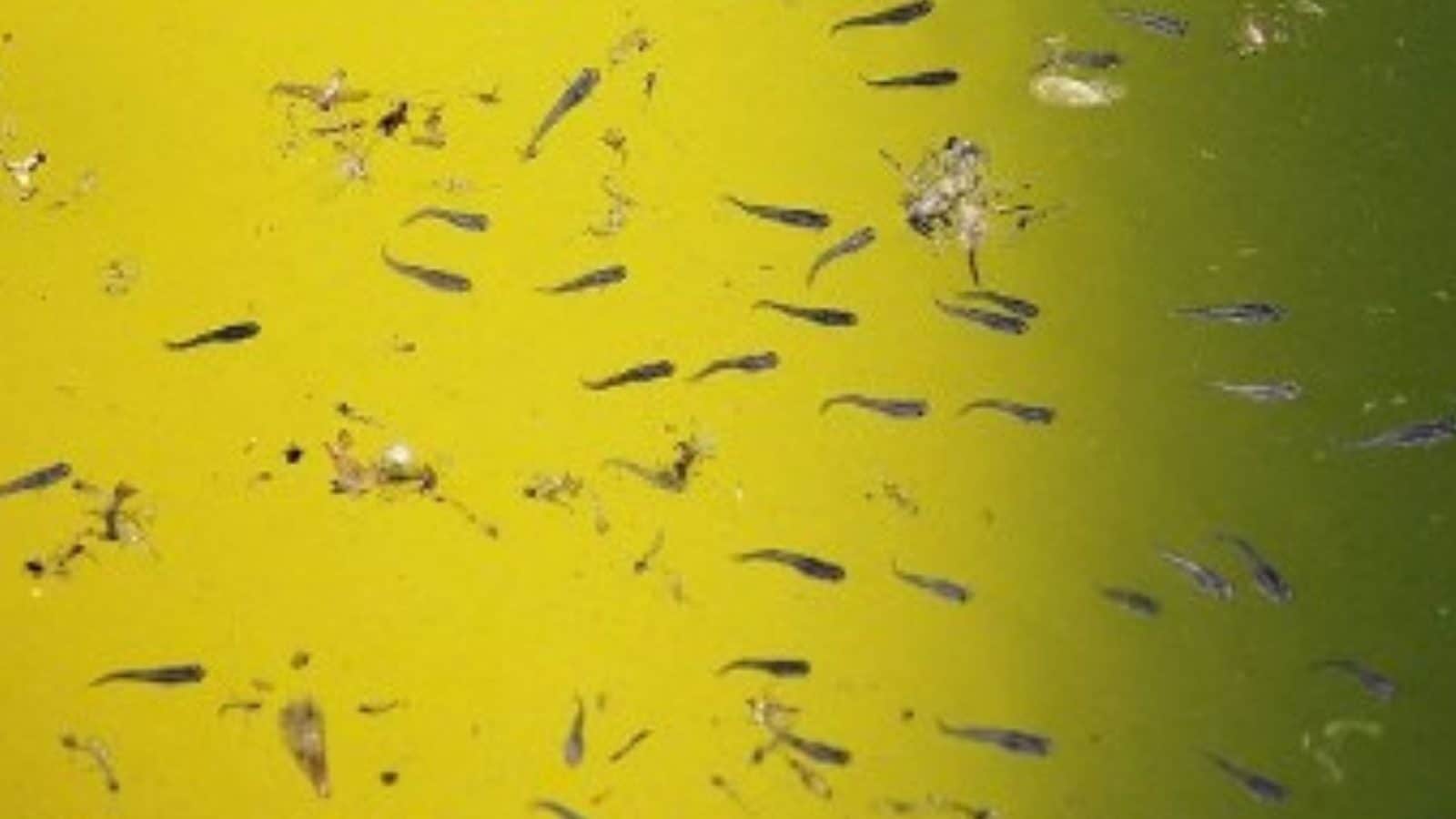 водоросли мальки рыб окунь. окунь речной малек. окунь речной малек. фитопланктон зеленые водоросли. водоросли мальки рыб окунь.