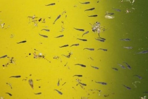 What Are Gambusia and Guppy? Fish That States Use to Ward Off Dengue Mosquitoes What Are Gambusia and Guppy? Fish That States Use to Ward Off Dengue Mosquitoes