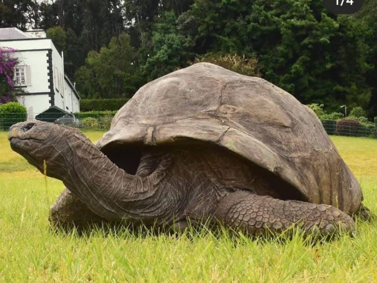 Who is Jonathan the Tortoise, the Oldest Known Living Animal on Earth?