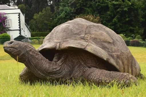 A Seychelles giant Tortoise, Jonathan lives on the grounds of Plantation House, the official residence of the governor of St Helena. (Image: Twitter)