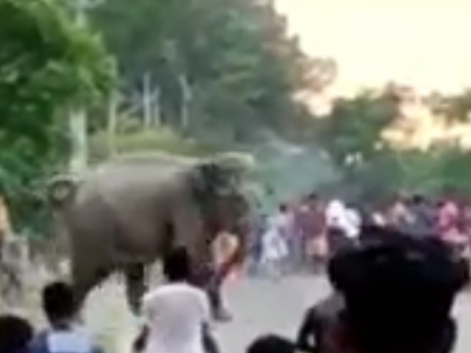 WATCH: Temple Elephant in Kerala Throws Mahout on Ground, Leaves Onlookers  in Panic