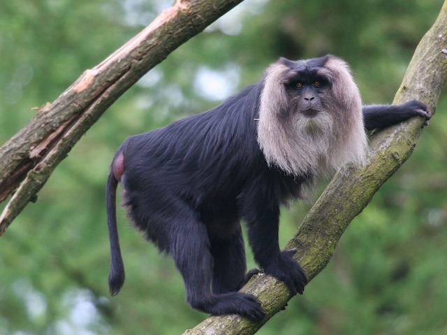 Lion Tailed Macaques 