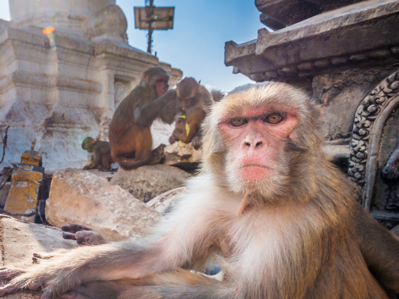 This Monkey in Karnataka Travelled 22 Km to Take 'Revenge' From