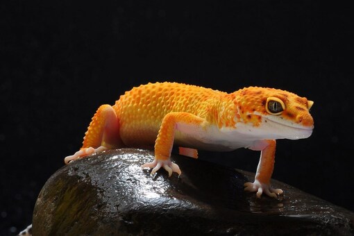 Scientists Discover New Species of 'Gecko' Lizards Endemic to Western ...