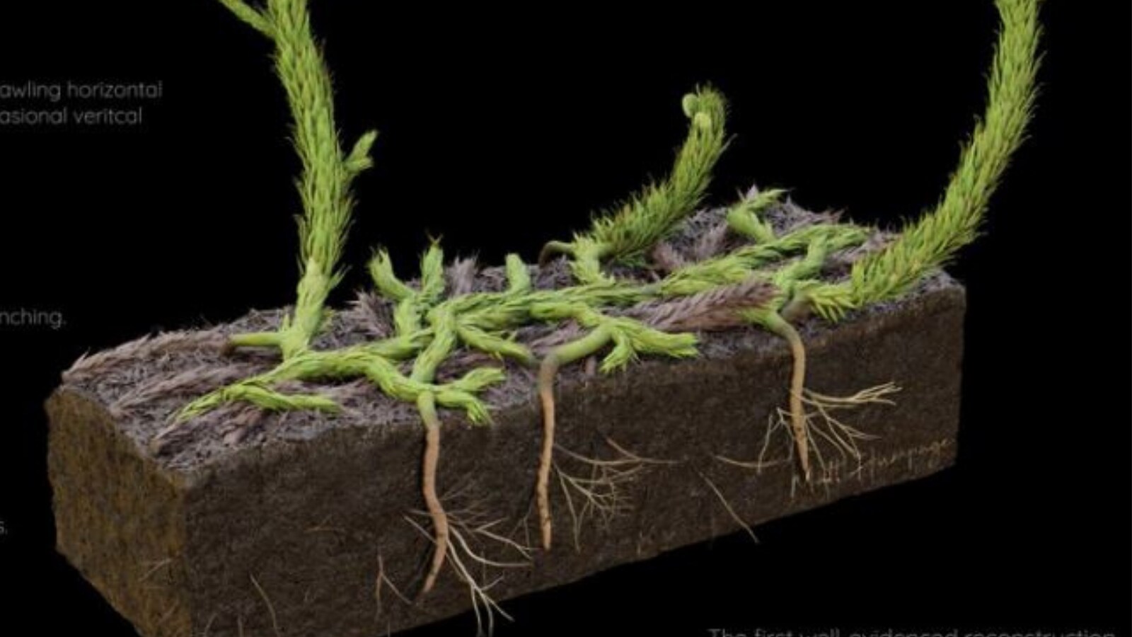 Scientists Reconstruct First-evolved Plant Roots Using 400-million-year ...
