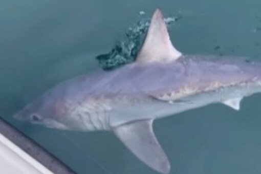 Fisherman Simon Davidson shared how he along with his fellow colleagues were engaged in capturing a porbeagle shark for over two days. (Image: Facebook/Simon davidson)