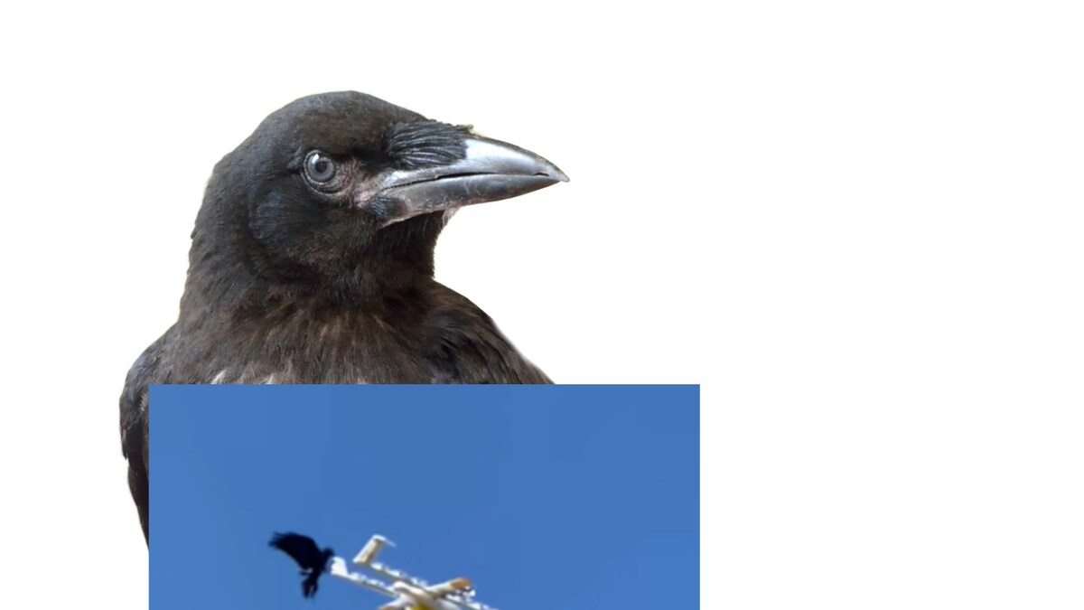 Watch: Angry Raven Attacks Drone Delivering Coffee in Australia, Video