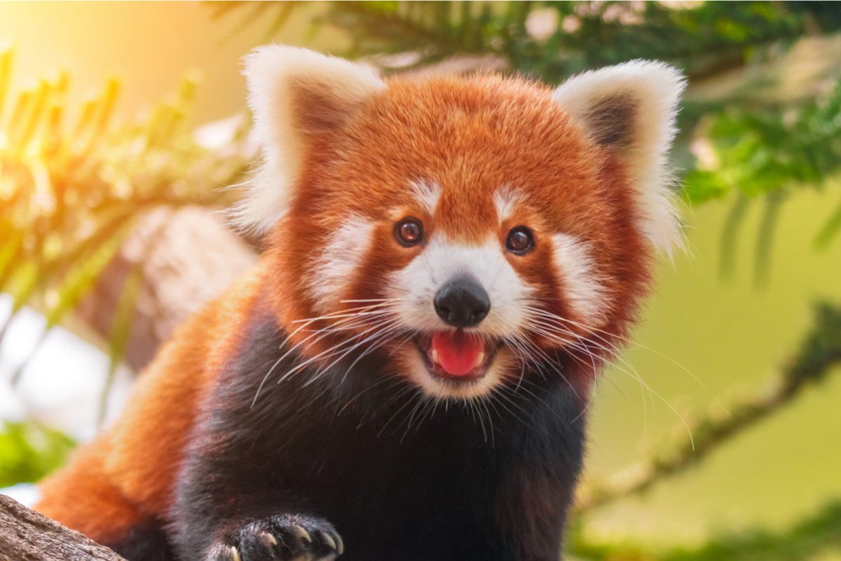 International Red Panda Day 21 Lesser Known Facts About The Endangered Species International Red Panda Day 21 Lesser Known Facts About The Endangered Species