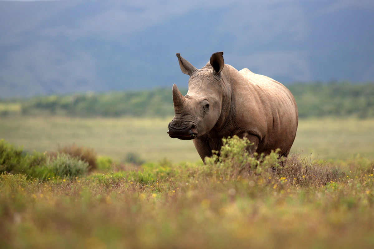 /ibnlive/uploads/2021/09/rhino-1.... /ibnlive/uploads/2021/09/rhino-1....