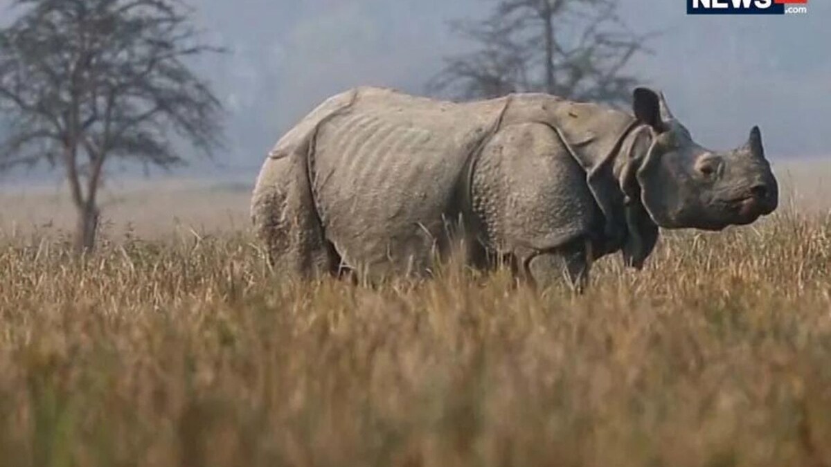 Assam to Destroy Nearly 2,500 Rhino Horns Kept in State Treasuries