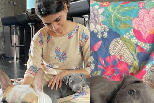 Samantha Akkineni with her pets Hash and Sasha