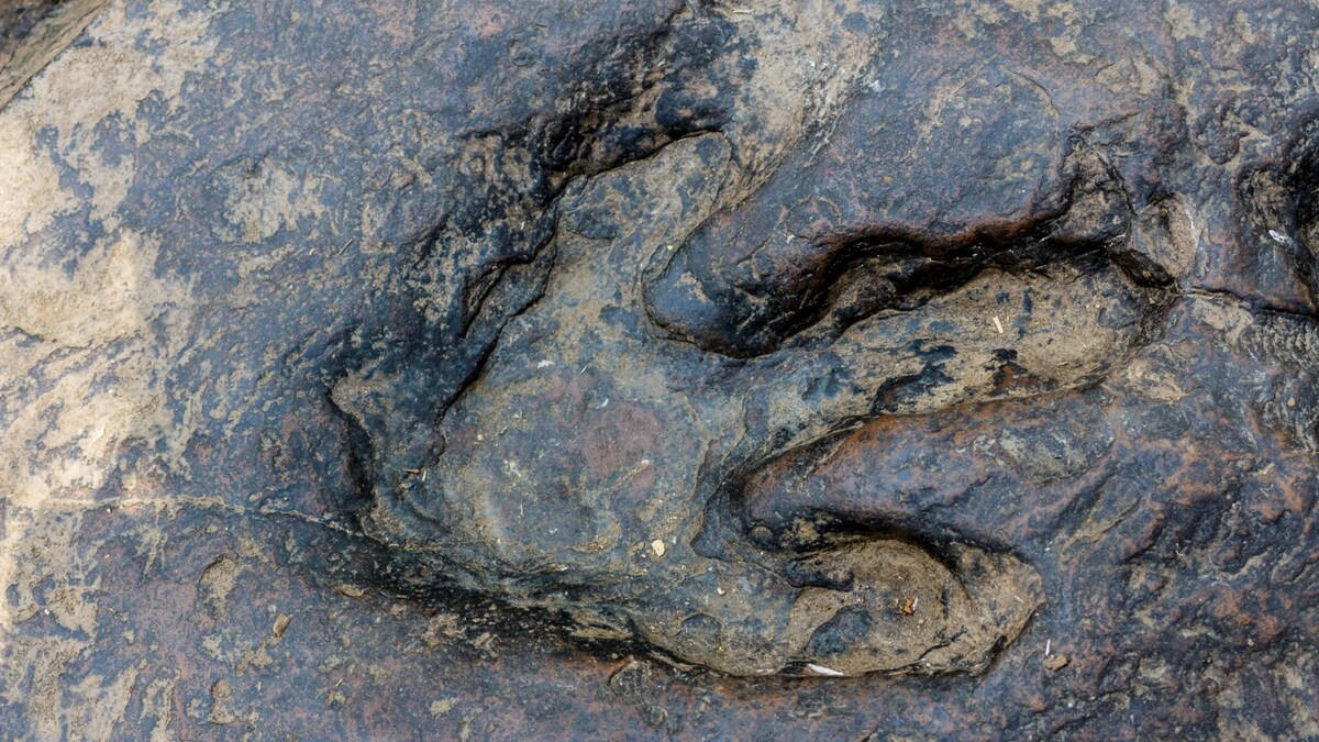 150 Million-Year-Old Dinosaur Footprints 'Stolen' In Rajasthan, Scientists Baffled