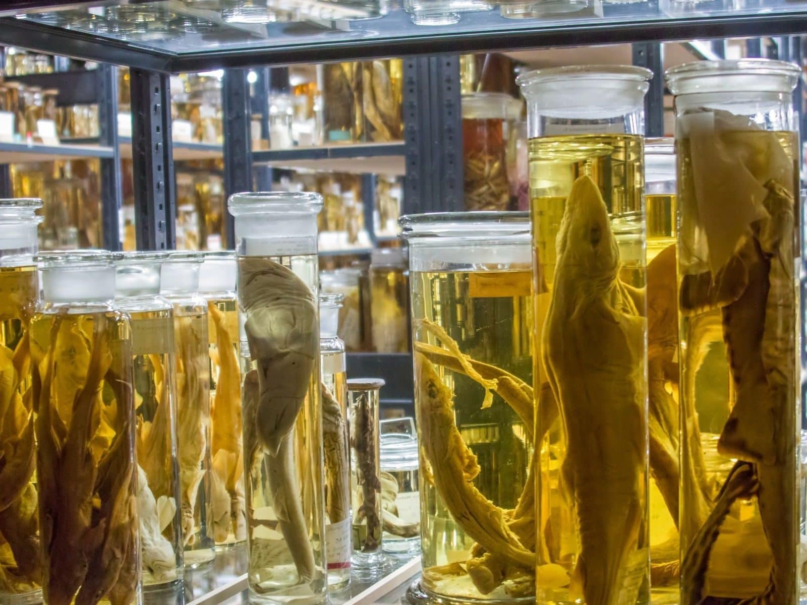 How Does Alcohol Help to Preserve Specimens of Creatures? How Does Alcohol Help to Preserve Specimens of Creatures?