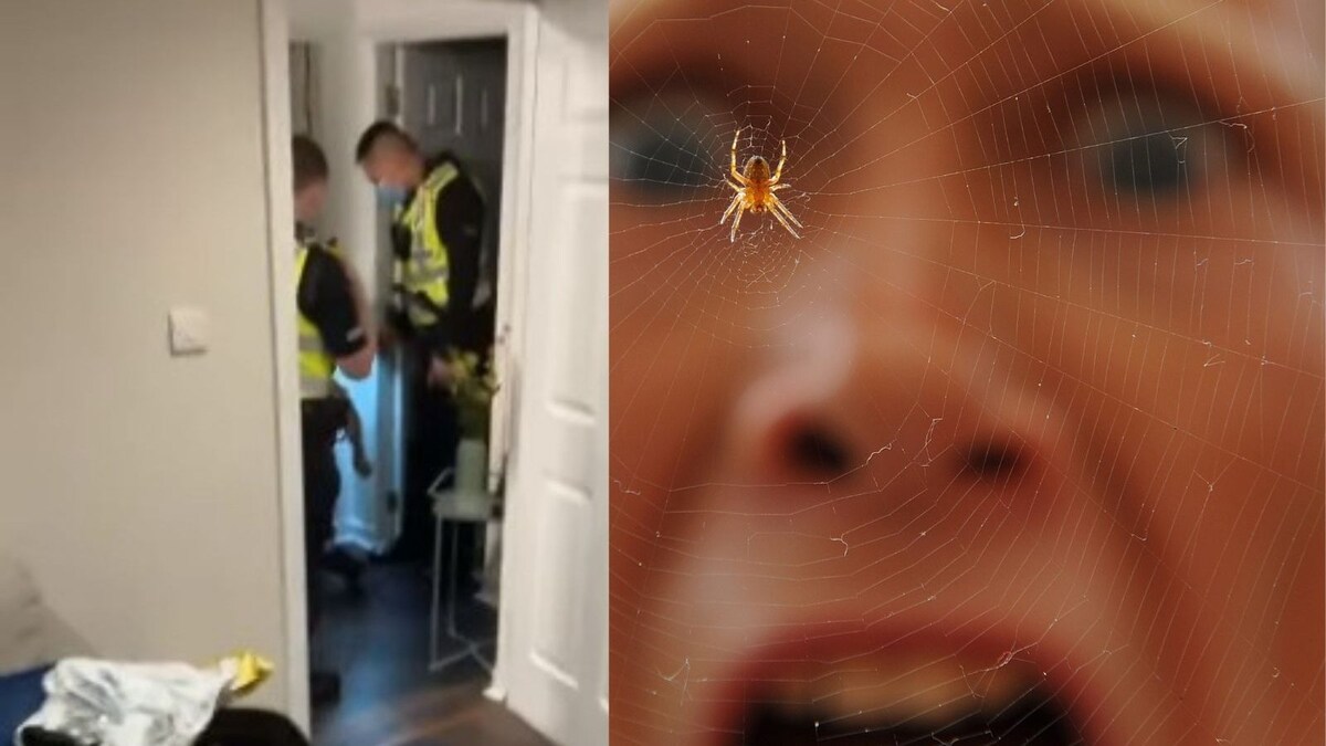 Scottish Woman Screams At Massive Spider, Neighbour Dial Cops in Fear