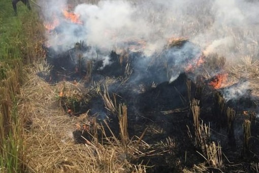 There have been 2,237 incidents of stubble fires in UP as per satellite imagery till November 12. (Reuters File)