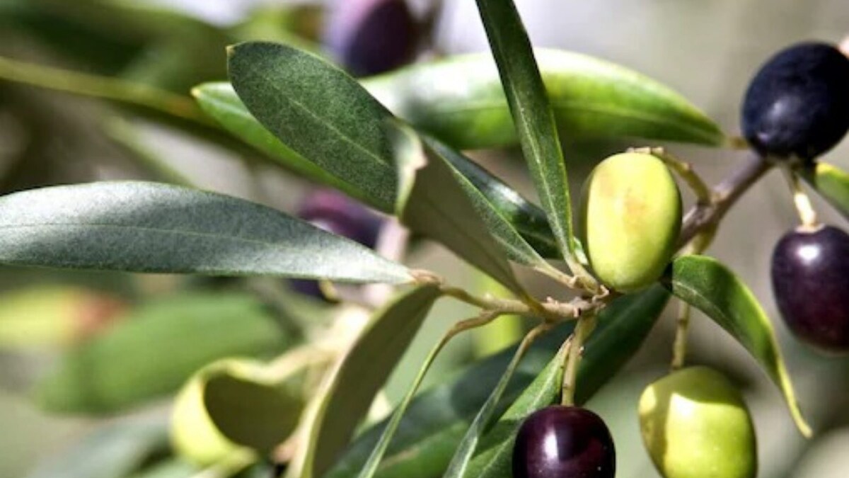 Olive Leaf Extract for Diabetes All You Need to Know About its