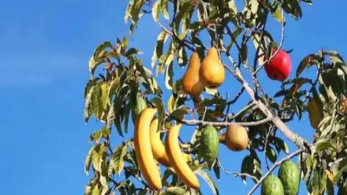 Plums to Apricots, New York Professor Creates 'Tree of 40' That Bears