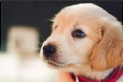 Explained: Want To Relocate Your Pet From A Different Country? Here's Everything You Should know Explained: Want To Relocate Your Pet From A Different Country? Here's Everything You Should know