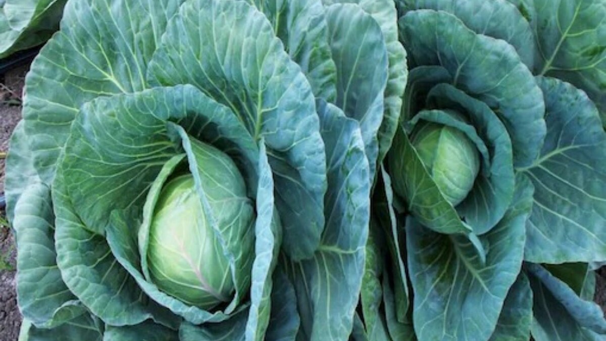 UK Firm Offers Rs 63 Lakh Annual Salary To Pick Cabbage And Broccoli