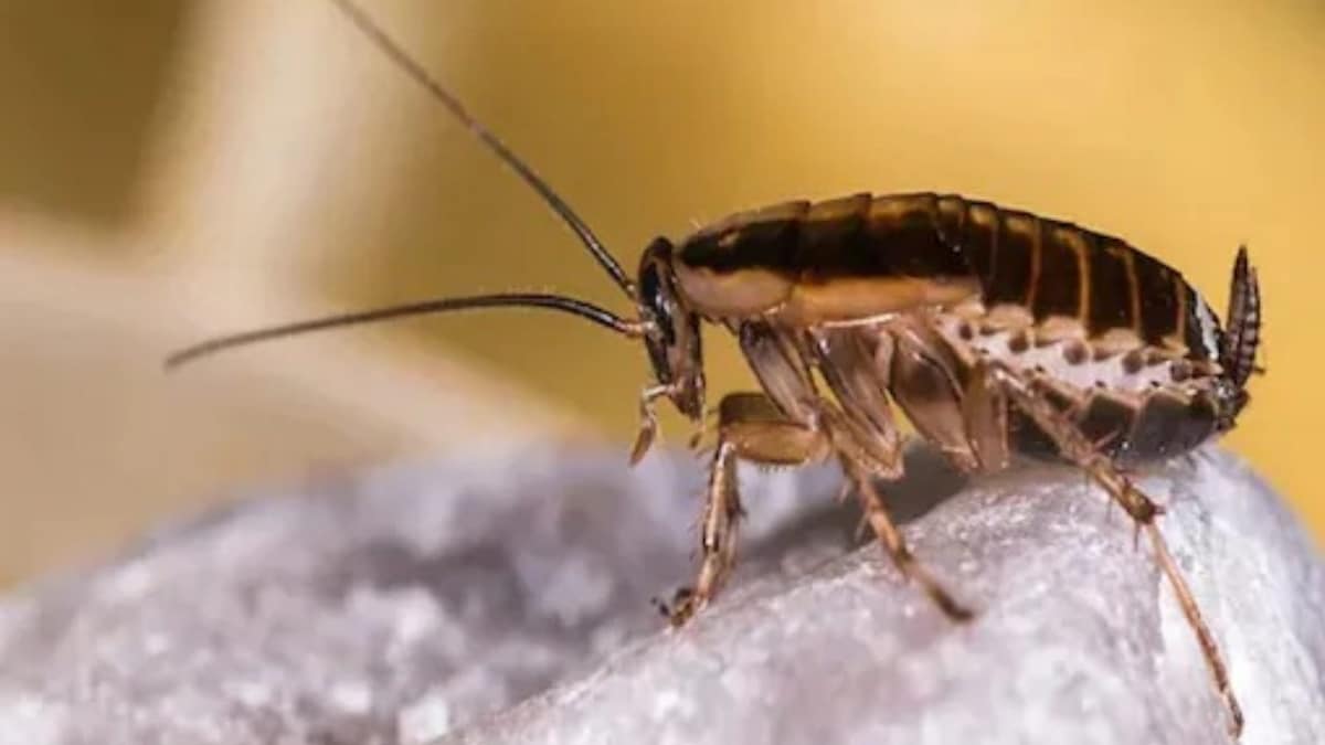 Four DIY Ways to Rid Your Home of Cockroaches