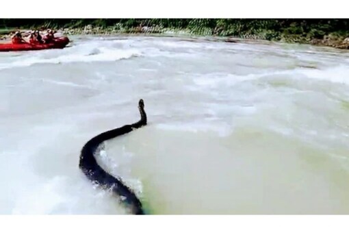 The whole incident was recorded in the camera by the tourist standing nearby. 