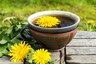 Your Skin's New Best Friend: Best Teas for Healthy, Luminous Skin