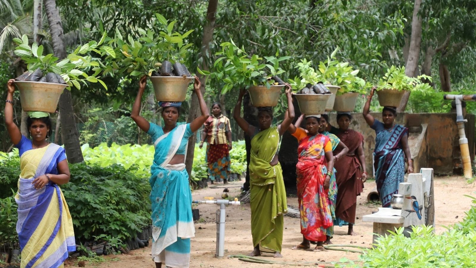 Tamil Nadu NGO Holds Green Initiatives by Planting 3 Lakh Saplings - News18