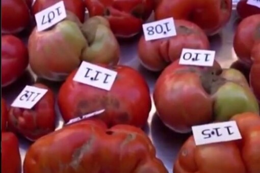 Los agricultores en España se apresuran a encontrar los tomates más feos en una extraña competencia