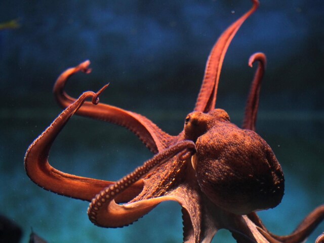 Throw Objects, Solve Puzzles, Escape Closed Rooms: What Makes Octopuses ...