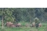 Herd of 40 Elephants Wreaks Havoc in Chhattisgarh Village