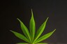Stoned Man, Who Burnt Down House While Producing Cannabis Oil, Gets 2 Year Jail Term