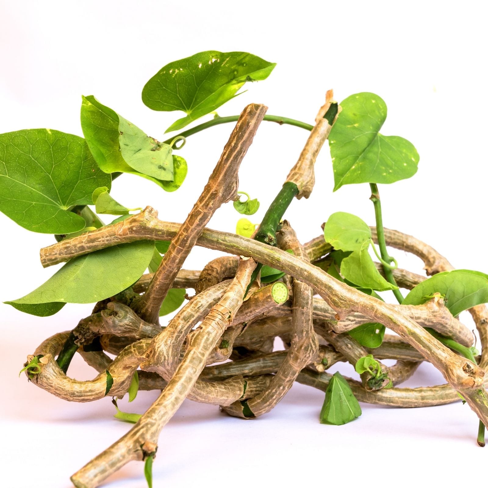 Indian Scientists Sequence The Genome Of Ayurvedic Medicinal Plant ...