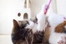 UK Couple's 'Jungle Gym' For Cats May be Demolished After Locals' Complaints