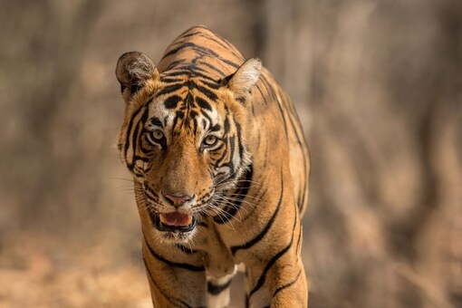 Animal Rights Activist Approaches Madras HC to Stay Firing Order Issued Against T-23 Tiger Animal Rights Activist Approaches Madras HC to Stay Firing Order Issued Against T-23 Tiger