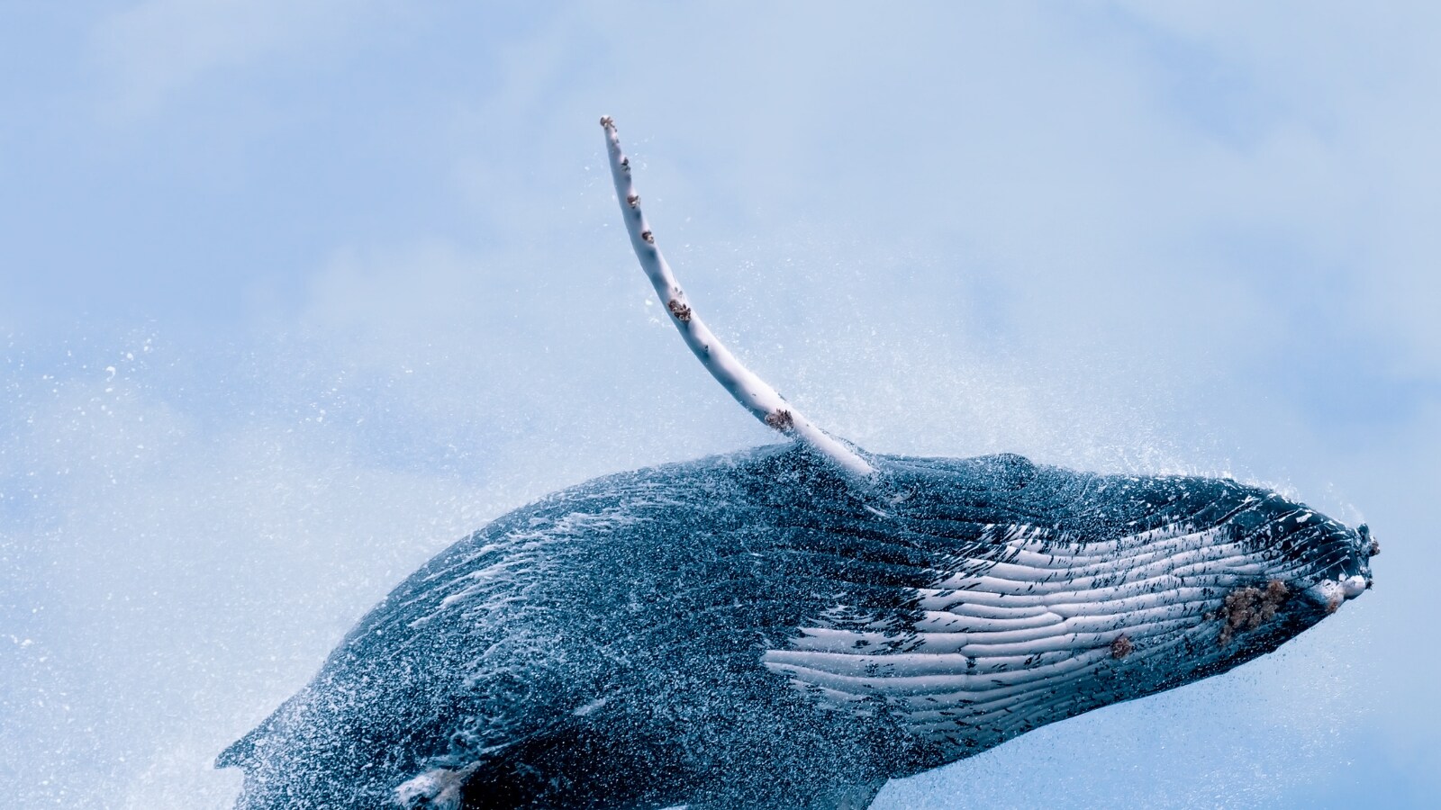 Горбач кит красная книга