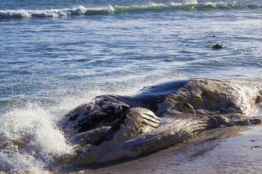 59ft Whale Carcass Entangled in Fishing Net Washes Ashore In West