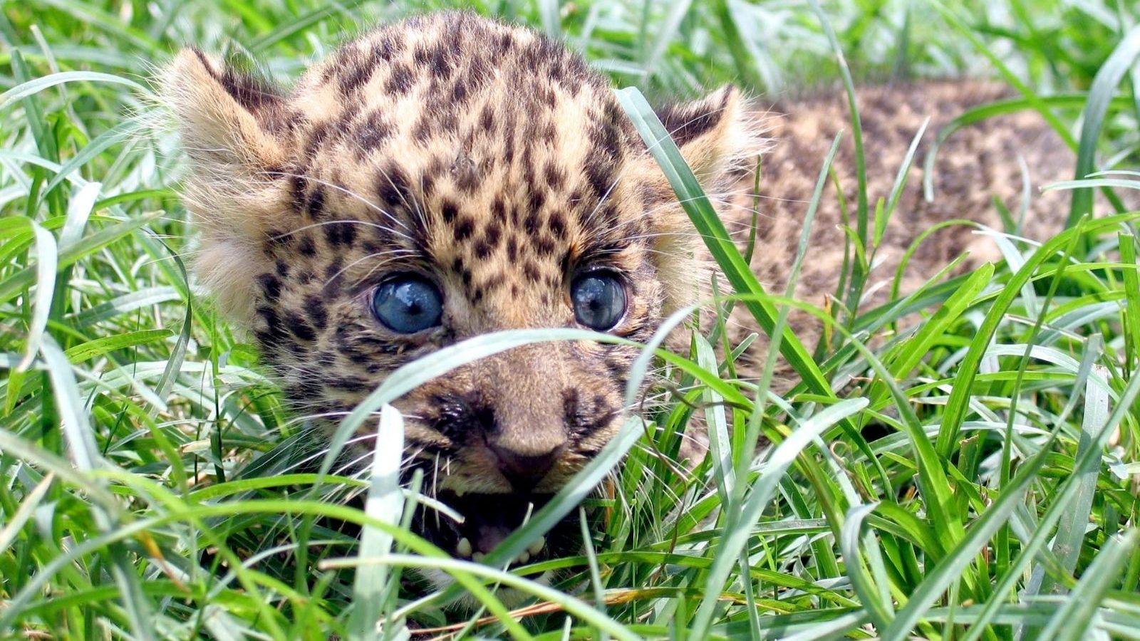 Leopard Kills Girl In Buffer Zone Of MP Tiger Reserve - News18