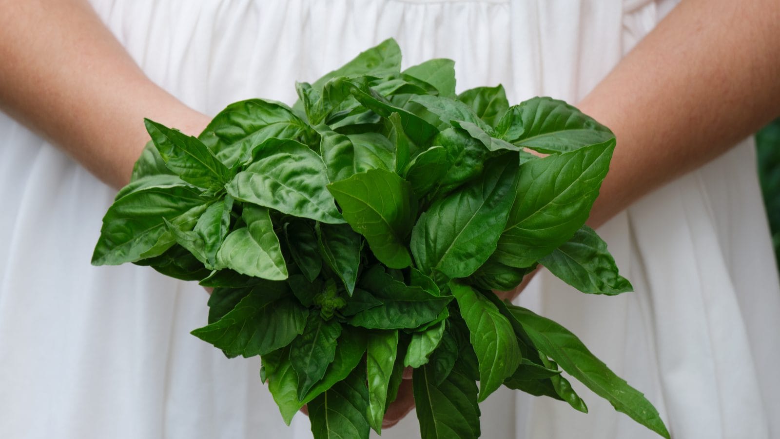 Here’s How You Can Chop Herbs Like a Master Chef, See Video