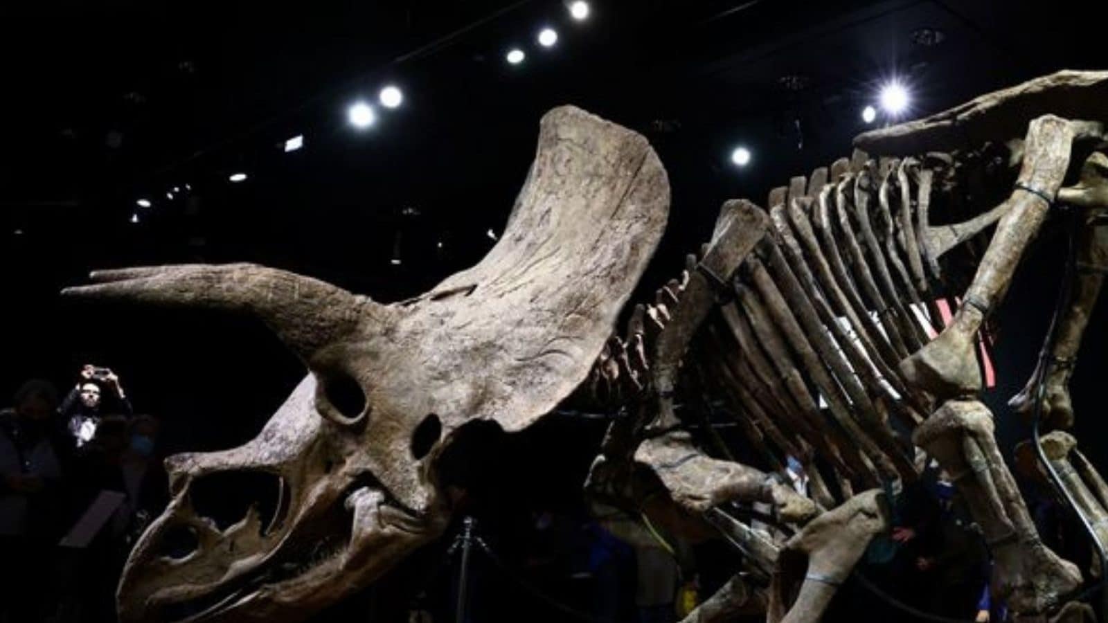 Fossil of 'Big John', Largest Triceratops Ever Discovered Sells For $7 ...