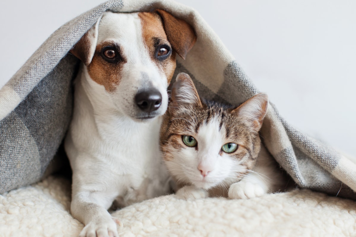 Cats vs. Dogs: Behavior, Intelligence, and Care Comparison · The Wildest