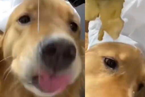 adorable golden retriever conducting quality checks on ‘banana pancake' ingredients as it goes into making. (credits: Instagram)