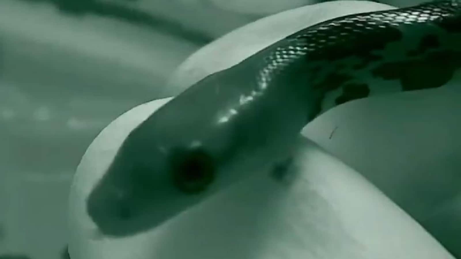 WATCH UK's Chester Zoo Shares Rare Video of Endangered Rat Snake