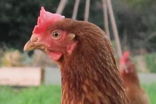 BHWT founder Jane Howorth MBE said chickens are rarely considered pets, but in fact, they have similar personalities like cats and dogs. (Representational image)