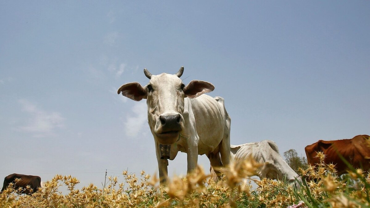 Three Arrested for Slaughtering Cows in Illegal Karnataka Abattoir News18