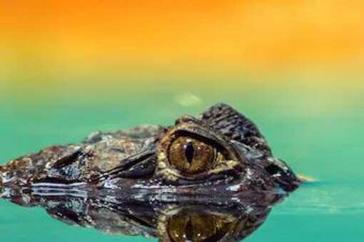 Representational image: Canva.